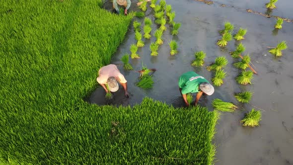 Farmers plant rice field, paddy rice farmland