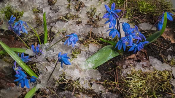 Blue Snowdrop and Snow Melts in Spring