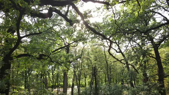 Aerial View of Green Forest in Summer. Ukraine