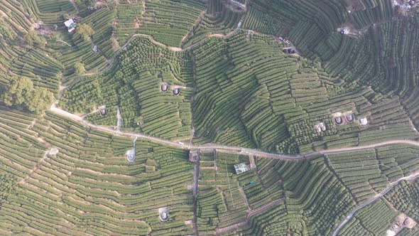 Tea plantation in mountain