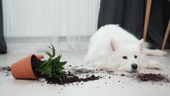 Guilty Dog on the Floor Next to an Overturned Flower