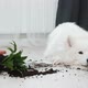 Guilty Dog on the Floor Next to an Overturned Flower - VideoHive Item for Sale