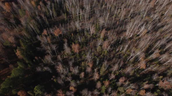 Closeup of colorful autumn forest in Ural