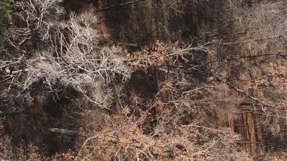 Vertical Video Autumn Forest with Trees in Ukraine Slow Motion