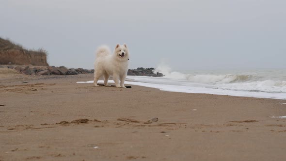 Beautiful white dog stand on the seashore on the golden sand and looks into the distance.