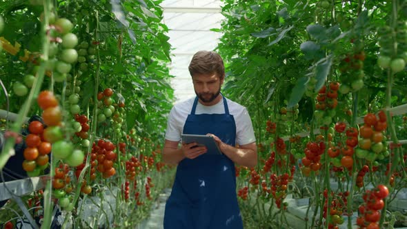 Botanical Specialist Tablet Inspecting Cultivation Tomatoes Quality in Farm