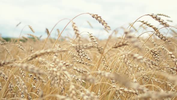 Walking in the Yellow Wheat Field in Summer