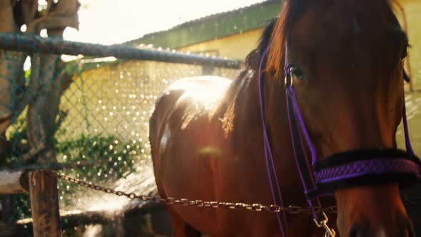 Horse being washed with water