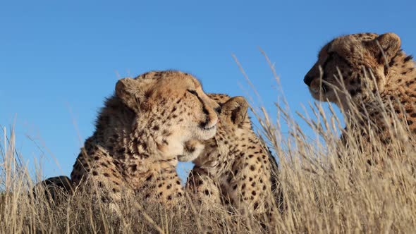 Small coalition of Cheetahs close up from low angle against blue sky
