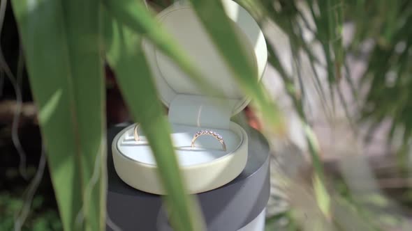 Wedding Rings in a Box on the Background of Palm Leaves