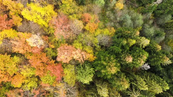 View from above of dense pine forest with canopies of green spruce trees and colorful 