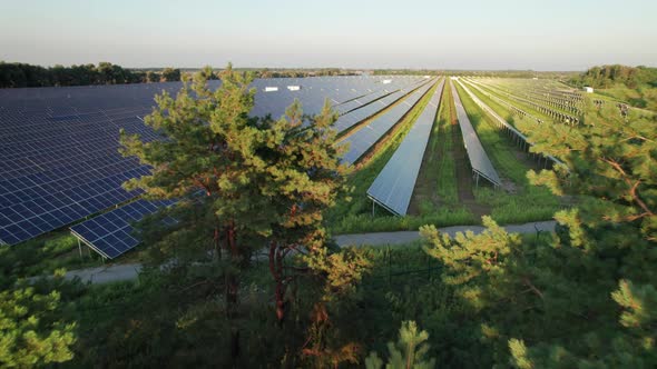 Aerial View of Solar Farm on the Green Field at Sunset Time Solar Panels in Row