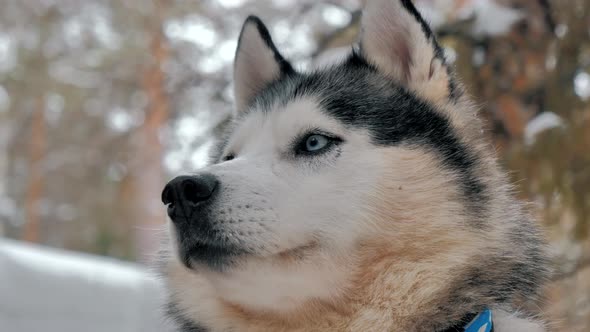 A Siberian Husky Portrait