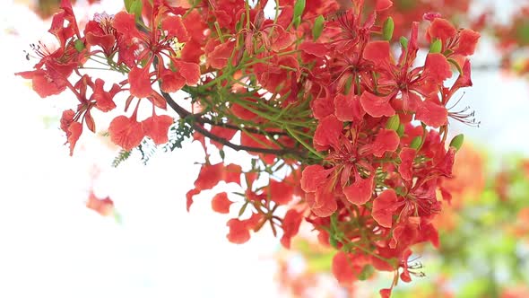 Closeup View on Royal Poinciana Tree Blossoming in Abu Dhabi in Spring