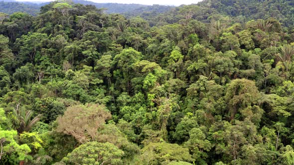 Aerial view, moving backwards over a tropical forest tree canopy