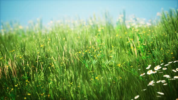 Field with Green Grass and Wild Flowers at Sunset