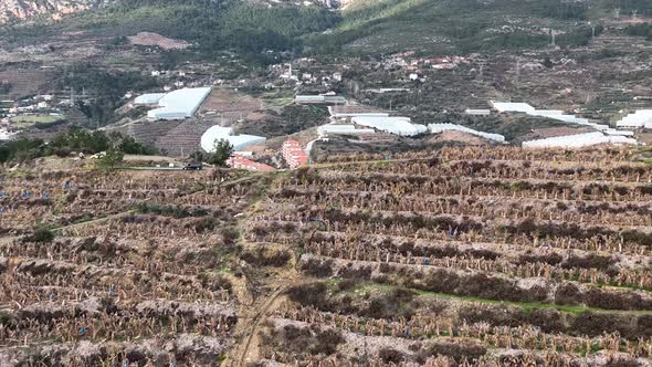 Dry Banana Plantations Aerial View