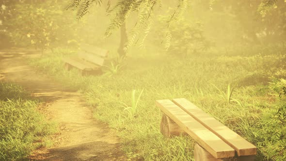 Wooden Bench in Nature By the Tree