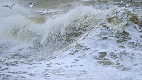 Seagulls Flying Over Water Searching for Fishes To Eat, Great Ocean Waves Hitting the Coast 