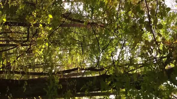 Vertical Video of a Forest with Many Trees in Autumn