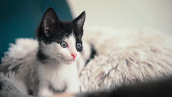 Portrait of a Small Black and White Kitten Lying on a Pillow