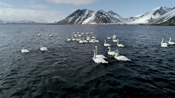 Flock of Wild Geese on a Mountain Lake in Iceland