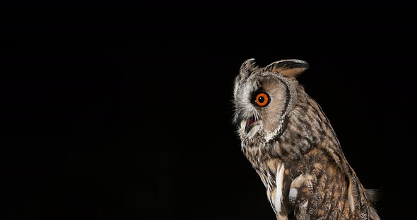 Long Eared Owl, asio otus, Adult, Normandy in France, Real Time 4K