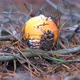 Toadstool mushroom in the forest in autumn - VideoHive Item for Sale