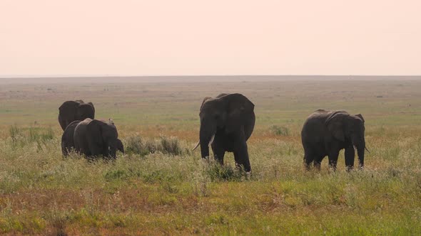 African elephant herd family in a green landscape. Slow motion cinematic shot. Serengeti Game drive