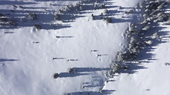 Flying Above Forest Buried Under Snow