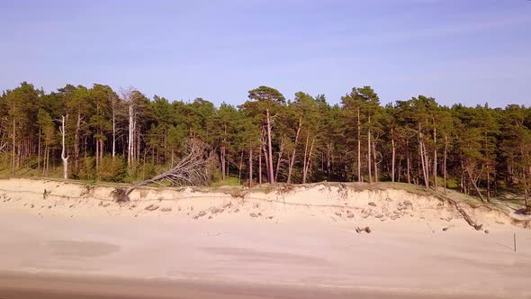 Aerial view of Baltic sea coast on a sunny day, steep seashore dunes damaged by waves, broken pine t