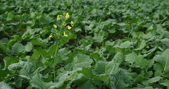 Rapeseed Flower 