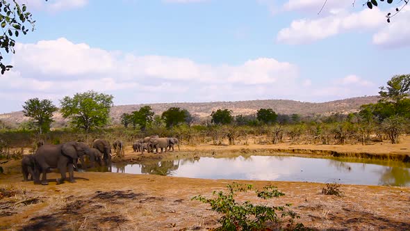 African bush elephant in Kruger National park, South Africa