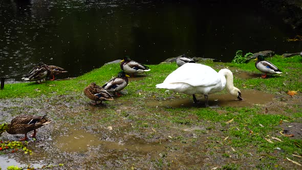 Swans and Ducks 2