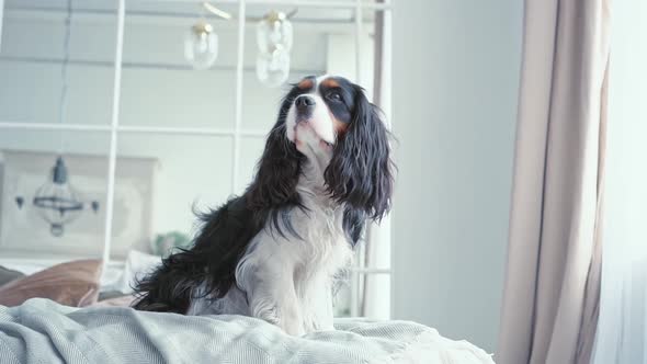 Portrait of a Young Beautiful Multi Colored Dog with Big Hairy Ears Sitting in the Bedroom on a Cozy