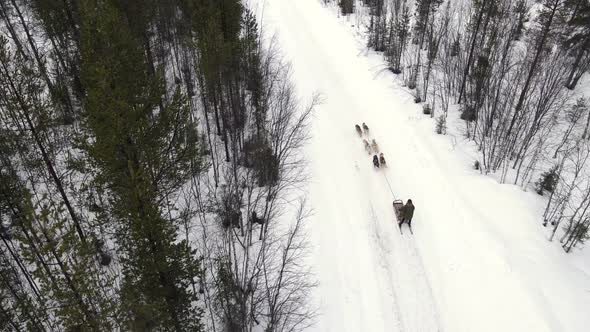 Drone Aerial View of Dogsledding Handler with Team of Trained Husky Dogs Mountain Pass Husky Dog