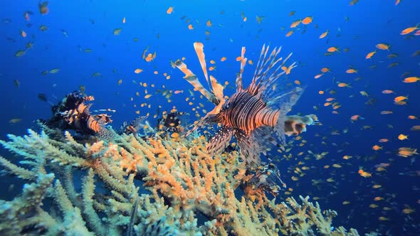 Coral Reef Lionfish Scene