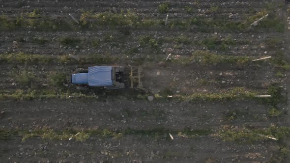 Aerial view farmer on tractor mowing weeds between rows of grapevines in vineyard landscape