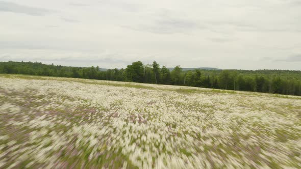 Flying over field abundant with wildflowers blooming