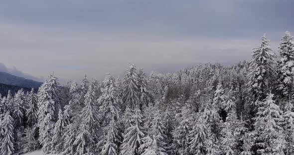 Drone shot above the snowy trees