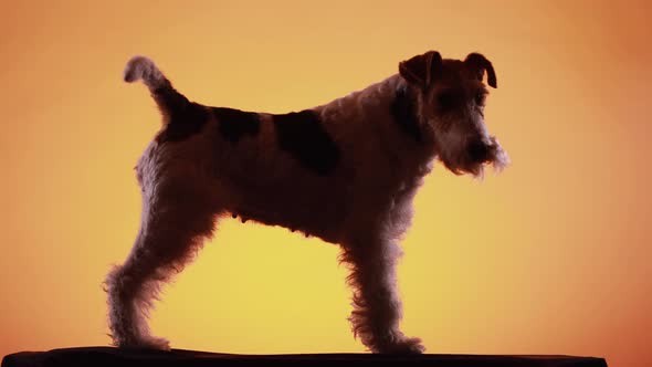 Silhouette of a Fox Terrier in the Studio on a Yellow Orange Gradient Background. The Dog Stands in