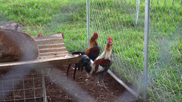 Group of juvenile Old English Game chickens in mesh coop next to grass