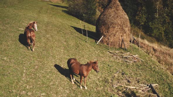 Horse at Haystack on Grass Mountain Hill Aerial