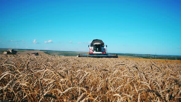 Front View of the Harvesterthresher Riding Along the Wheat Field