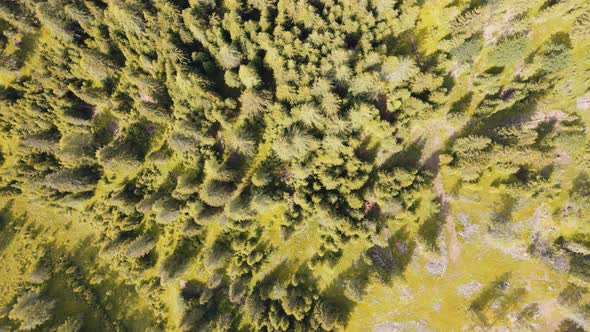 Aerial View of Beautiful Mountain Trees in Summer Season