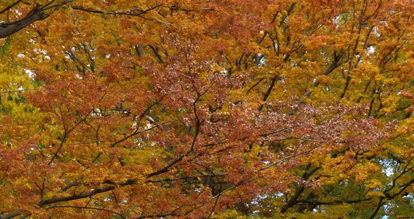 Japanese zelkova known as Japanese elm