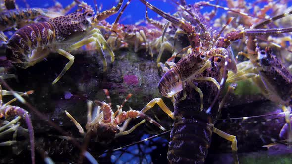 Close-up of baby crayfish on mother's back