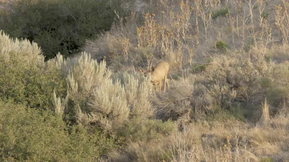 Doe, female mule deer in the morning sunshine