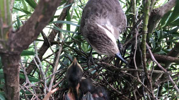 Chalk-browed Mockingbird Guarding Hatchlings On Nest. - close up