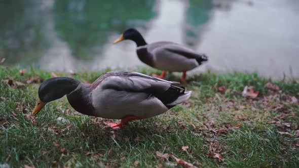 Three Mallard Anas Platyrhynchos Wild Duck Walking Near Lake or River Eating Food